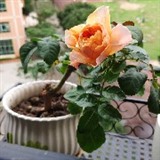 万事如意身体好