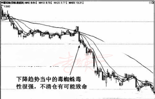 毒蜘蛛形态.jpg